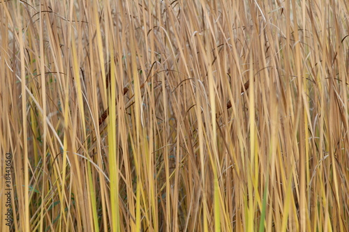 cattail