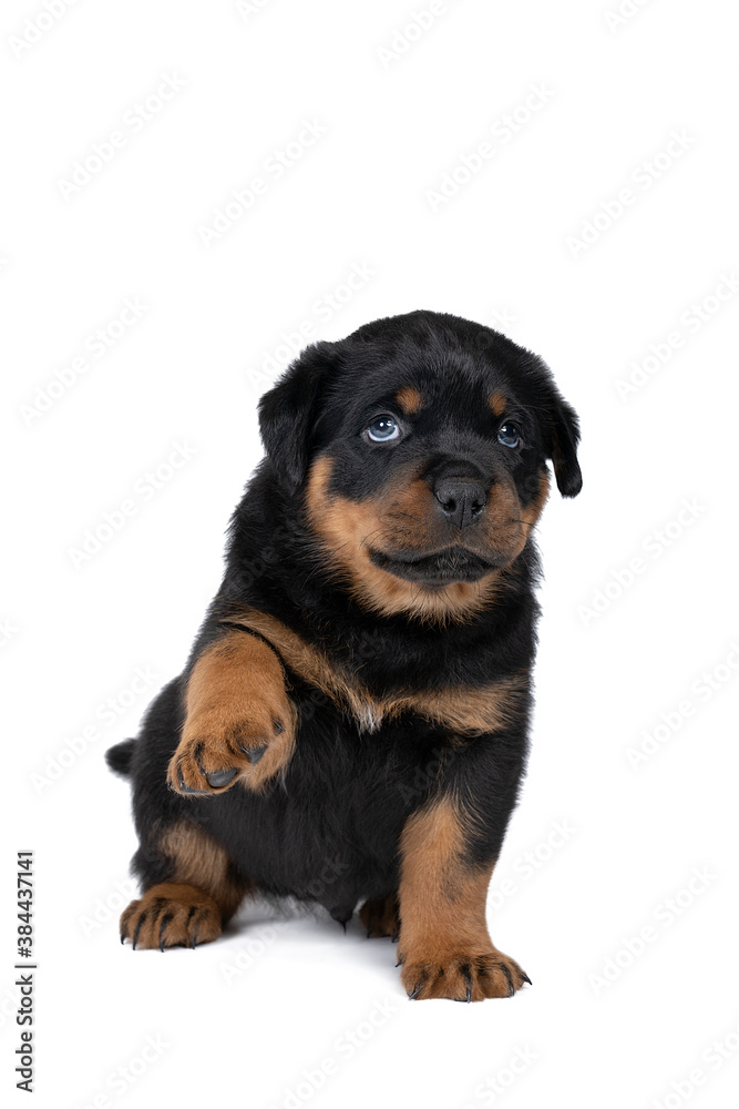 Beautiful Rottweiler puppy, age five weeks, sitting begging with his paw up, studio shot isolated in white