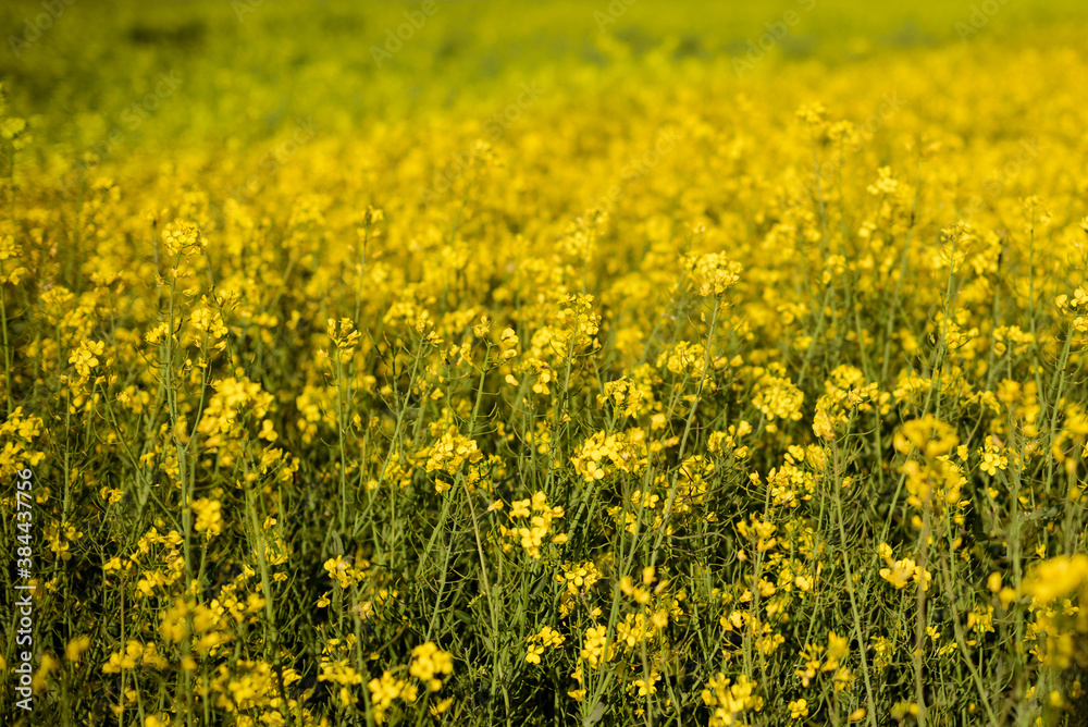 Field of bright yellow rapeseed in spring. Oilseed rape Field of bright yellow rapeseed in spring. Oilseed rape