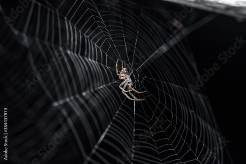 Big scary spider and spiderweb against dark background