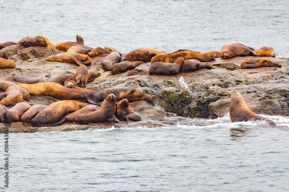Fototapeta premium Steller sea lions from gulf of alaska Whittier cruise