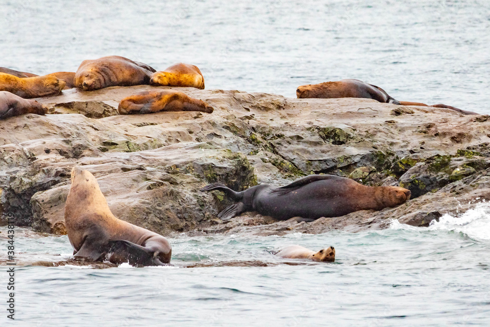 Fototapeta premium Steller sea lions from gulf of alaska Whittier cruise