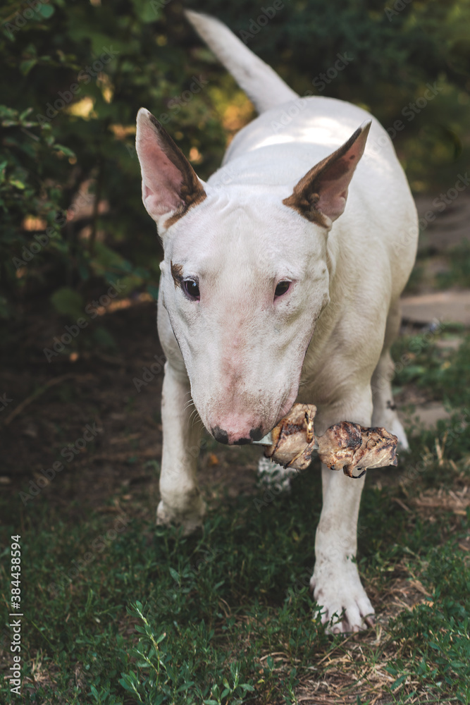 dog white bull terrier breed portrait close-up with kebab in the garden on a background of dark green foliage