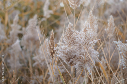 Dry reeds at the lake  reeds  reeds. Golden reeds in the sun in autumn. Abstract natural background.