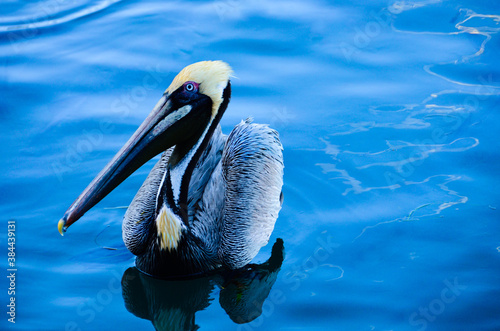 Pelican on the water