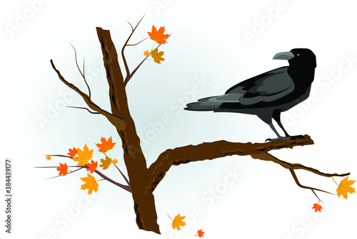 Gray crow sits on a maple branch with yellowed autumn leaves. Vector illustration for design.