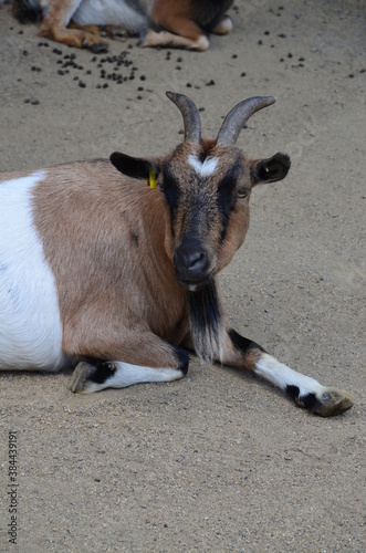 Small goat in Frankfurt Pettingzoo, Germany photo