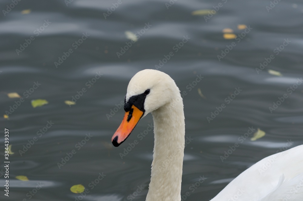Cygnus olor,  swan, autumn on the pond