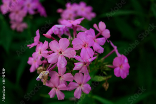 Pink flowers. © by. Leonidovich