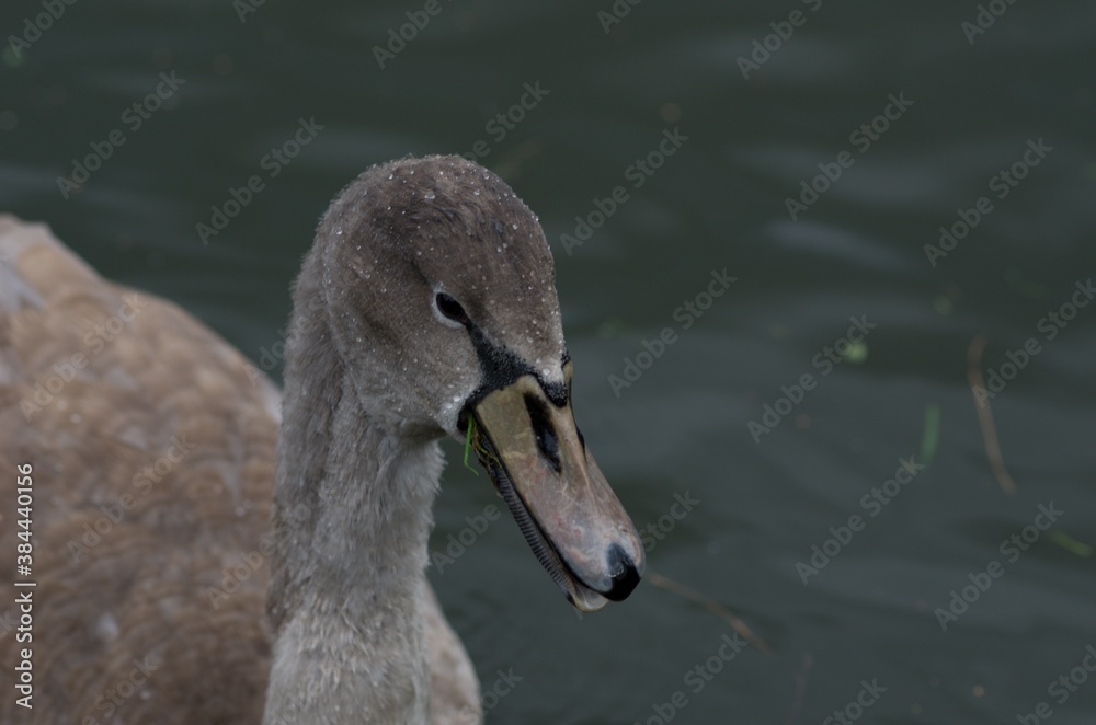Cygnus olor, swan, autumn on the pond Cygnus olor, swan, autumn on the pond