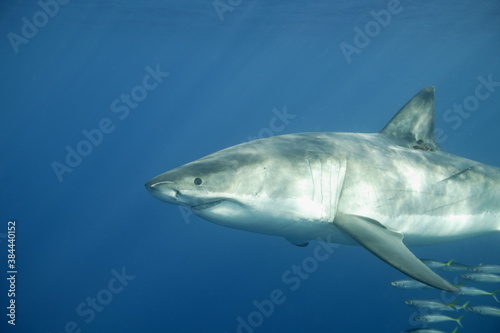 Great White Shark underwater
