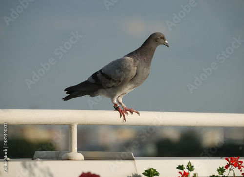 Beautiful carrier-pigeon resting on a handrail