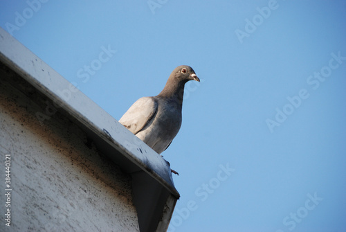  Grey pigeon looking curiously from the roof top 