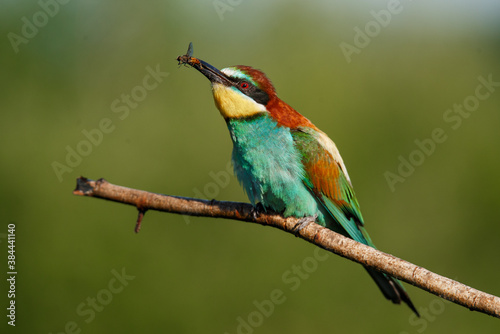 European bee-eater, Merops apiaster. The most colorful bird of Eurasia. The bird caught its prey. © Aleksei Zakharov