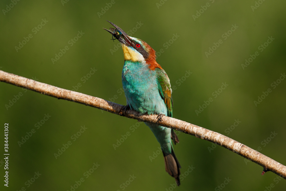 Obraz premium European bee-eater, Merops apiaster. The most colorful bird of Eurasia. The bird caught its prey.