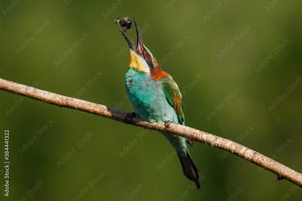 European bee-eater, Merops apiaster. The most colorful bird of Eurasia. the moment of eating prey European bee-eater, Merops apiaster. The most colorful bird of Eurasia. the moment of eating prey