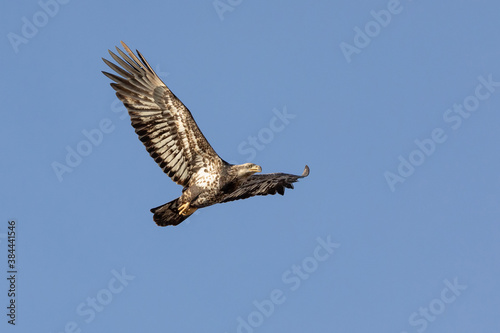 Juvenile American Bald Eagle