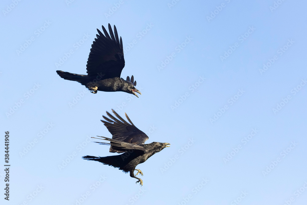 Obraz premium A Pair of Common Raven Flying