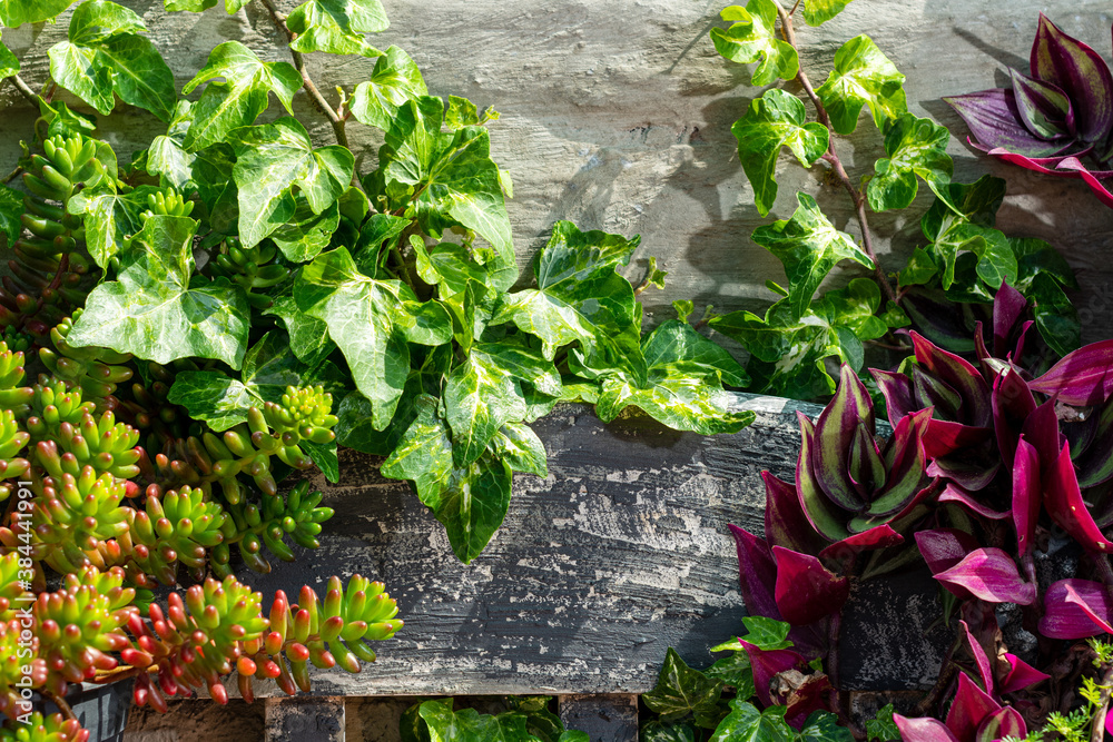 
climbing and hanging plants with beautiful colors