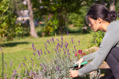 Young woman is cutting lavender in her garden. photo