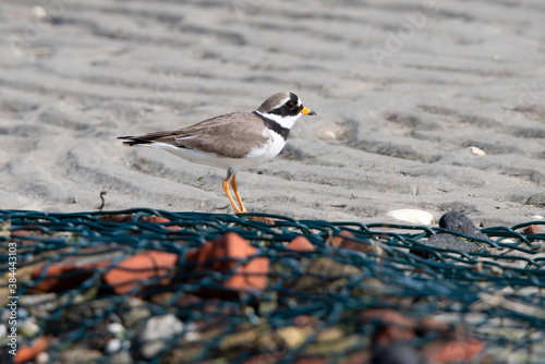Common ringed Plover on Rottumerplaat The Netherlands. photo