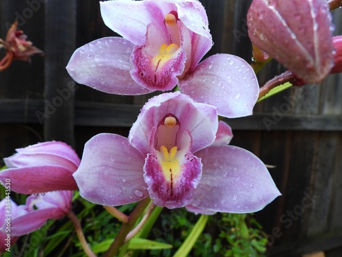 pink orchid flower in garden