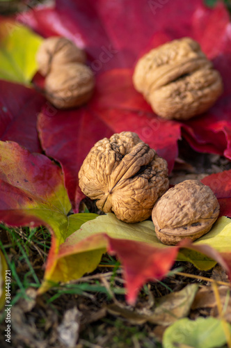 Walnuts in hard shells, pile of dry ripened fruits in the grass on colorful leaves
