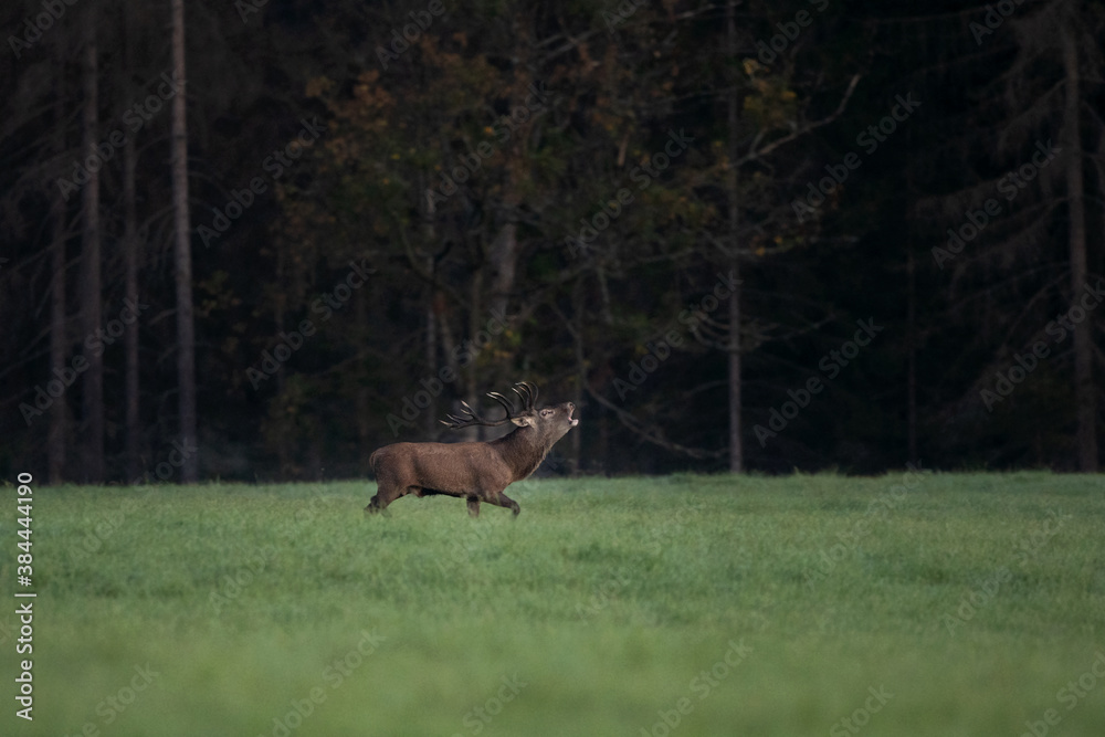 Red deer during rutting time. European wildlife nature. Deer moving on the meadow. Red deer during autumn. Male deer check herd Red deer during rutting time. European wildlife nature. Deer moving on the meadow. Red deer during autumn. Male deer check herd