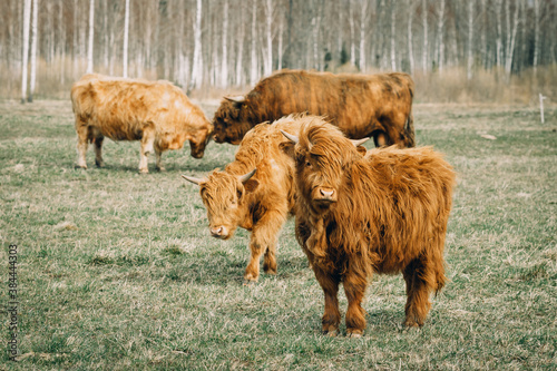 Wild cows, bull and calf eating grass on a spring meadow.