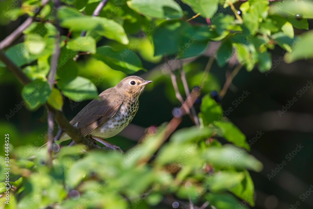 Swainson's Thrush in a Chokecherry Tree Swainson's Thrush in a Chokecherry Tree