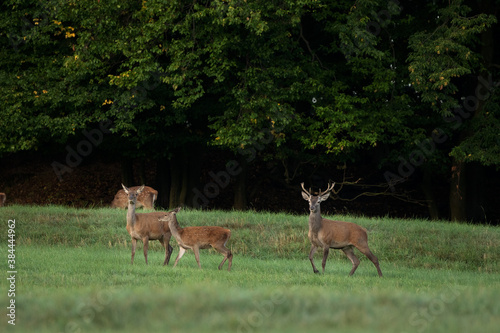 Fototapeta Naklejka Na Ścianę i Meble -  Red deer during rutting time. European wildlife nature. Deer moving on the meadow. Red deer during autumn. Male deer check herd