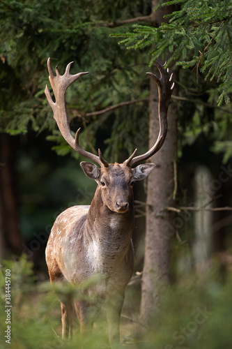 Fallow deer during rutting time. European wildlife nature. Deer moving in the forest. Fallow deer during autumn. 