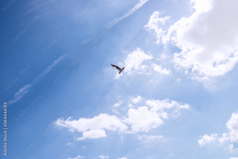 Fototapeta premium Bird flying in the sky