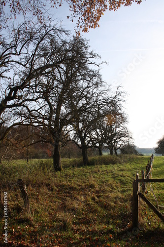 trees in the countryside 1