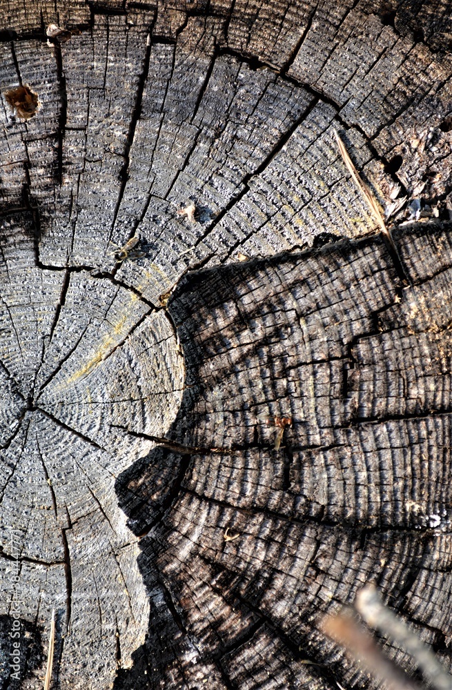 Fototapeta premium beautiful wood texture