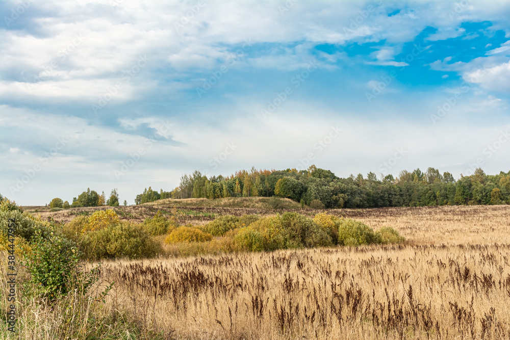 Field with yellow dry grass and Rumex confertus. Tall stalks of dry grass. Forest on the horizon. Blue sky with white clouds. Autumn wildlife landscape