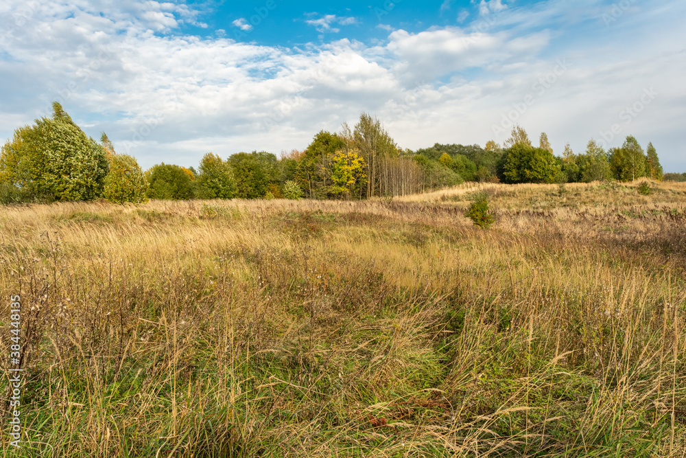 Field with yellow dry grass. Forest on the horizon. Blue sky with white clouds. Autumn wildlife landscape of Europe Field with yellow dry grass. Forest on the horizon. Blue sky with white clouds. Autumn wildlife landscape of Europe