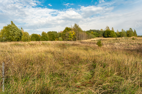 Field with yellow dry grass. Forest on the horizon. Blue sky with white clouds. Autumn wildlife landscape of Europe