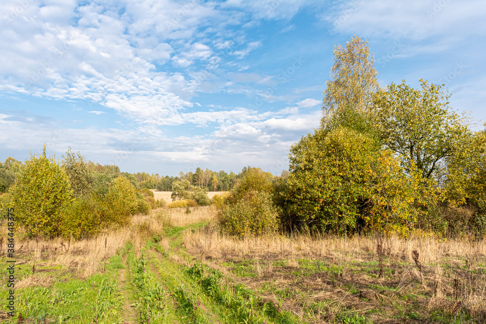 Green grass has grown on the road across the field. Field with grass and yellow green trees. Blue sky with white clouds. Autumn wildlife landscape of Europe