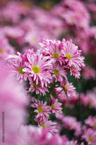 Background of pink chrysanthemums with a copy of the space. Beautiful bright chrysanthemums bloom in autumn in the garden.