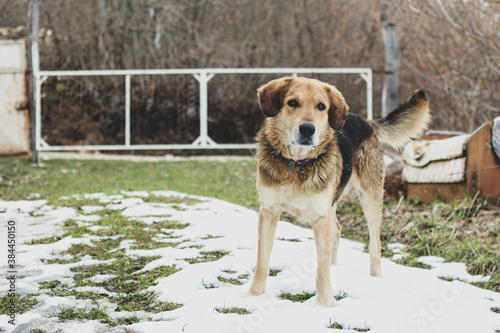 Central Asian Shepherd Dog, Animal