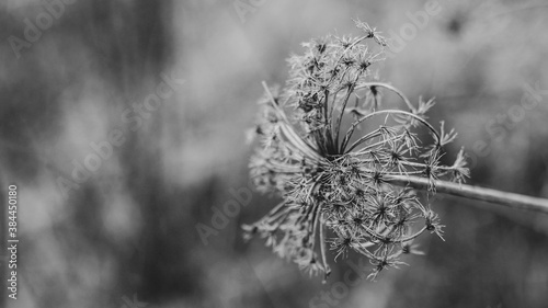 Dandelion dried in the garden, summer, black and white