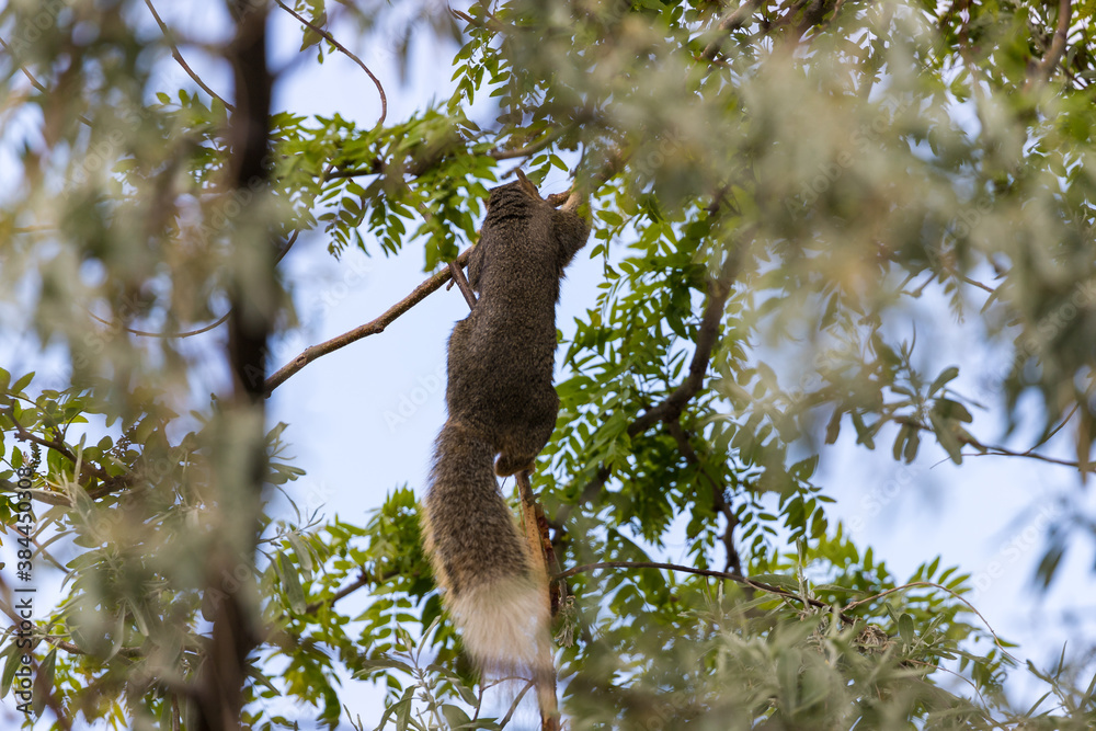 Fototapeta premium Active squirrel scouting for food