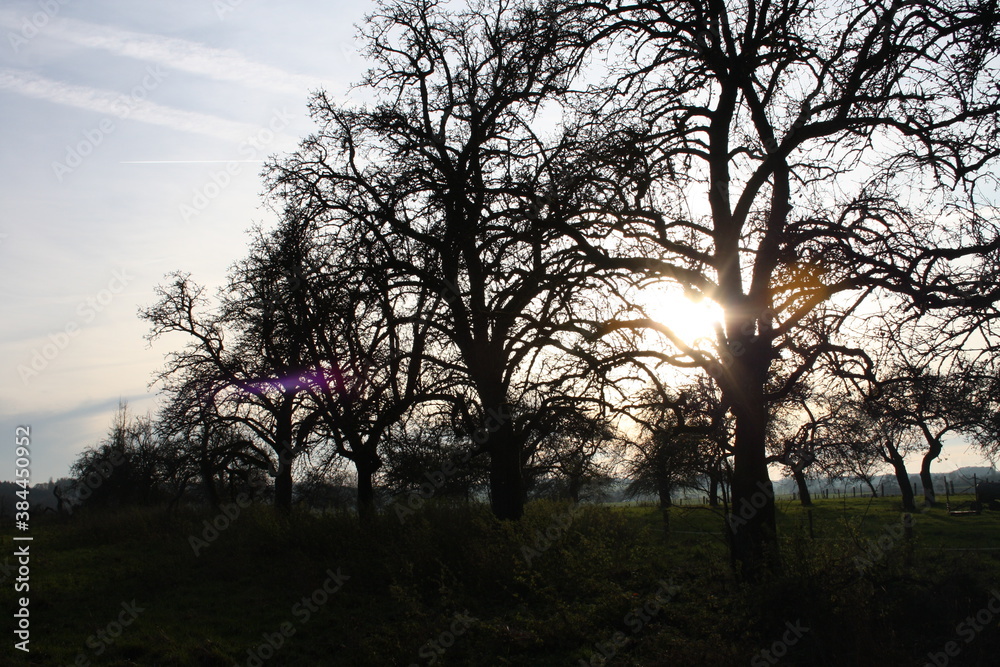 trees in sunlight trees in sunlight
