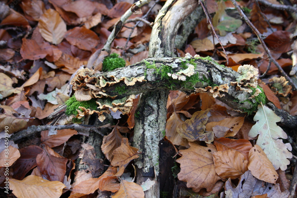 fungus on dead branch fungus on dead branch