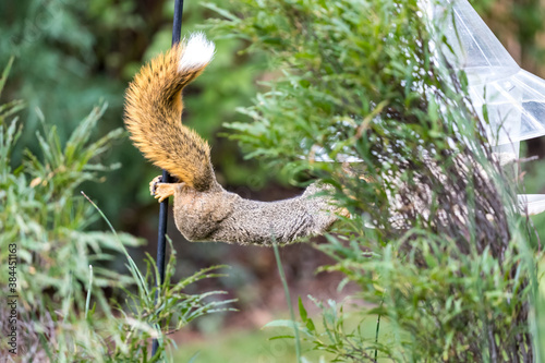 Active squirrel scouting for food