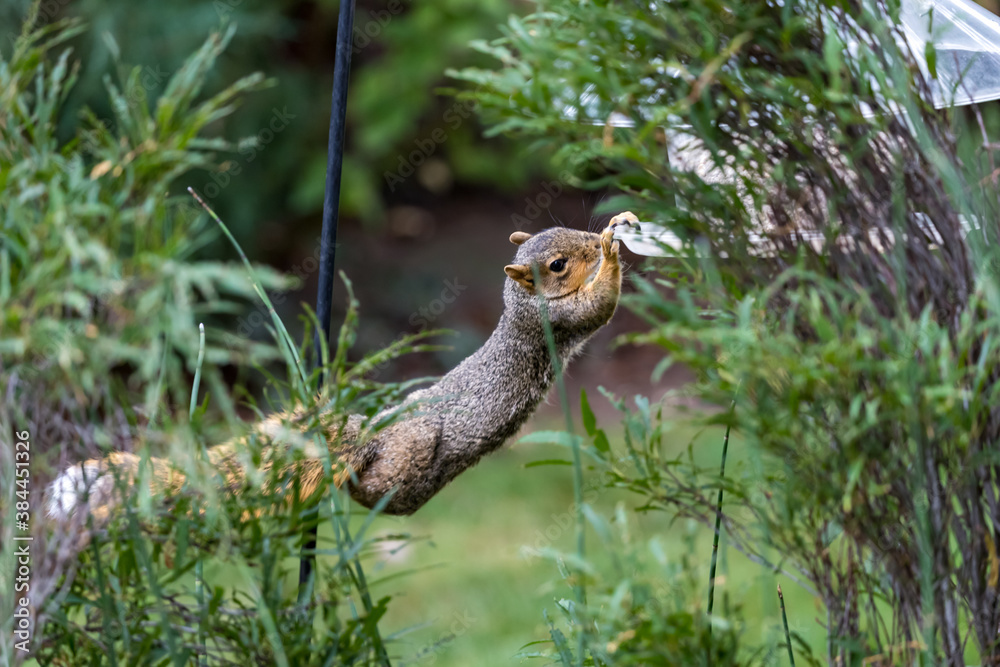 Active squirrel scouting for food Active squirrel scouting for food