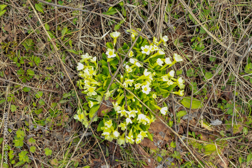 Jasmine flower in the forest, in the forest