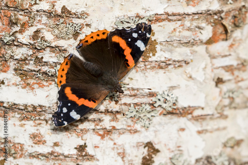 Beautiful colorful butterfly, red admiral (Vanessa atalanta), resting on a birch trunk on sunny autumn day photo