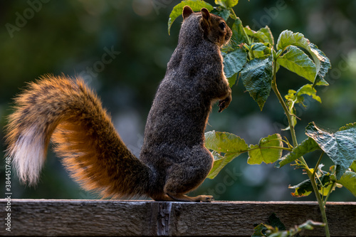 Fototapeta Naklejka Na Ścianę i Meble -  Active squirrel scouting for food